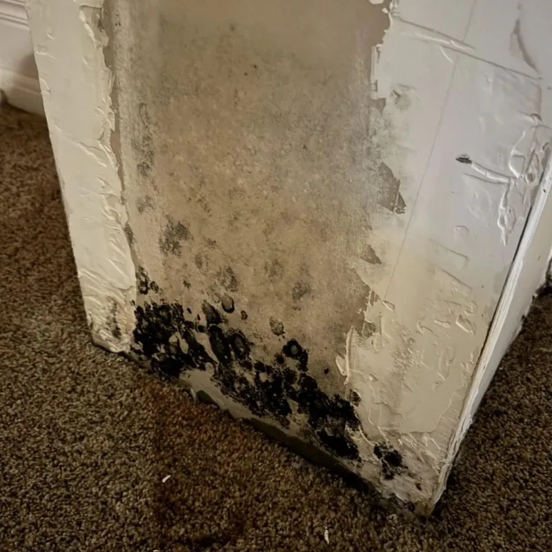 Professional Mold Removal in Lapwai, ID